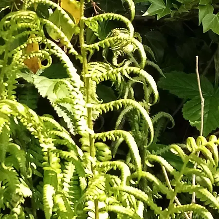 Farnaught House Séjour chez l'habitant Westport
