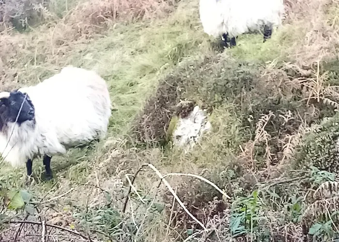 Farnaught House * Westport